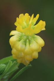Attēlu rezultāti vaicājumam “Trifolium aureum flower”