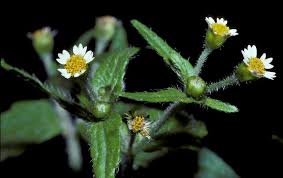 Attēlu rezultāti vaicājumam “Galinsoga quadriradiata leaf”