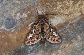 Attēlu rezultāti vaicājumam “Panolis flammea”