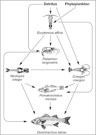 Image result for Pseudomyxus capensis