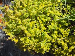 Image result for Mauerpfeffer