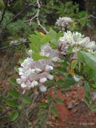 Attēlu rezultāti vaicājumam “Robinia neomexicana flower”