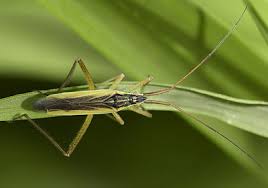 Attēlu rezultāti vaicājumam “Dienerella elongata”