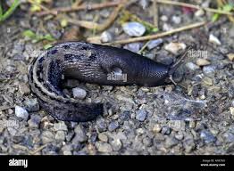 Attēlu rezultāti vaicājumam “Limax cinereoniger”