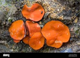 Attēlu rezultāti vaicājumam “Melastiza chateri”