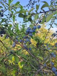 Attēlu rezultāti vaicājumam “Prunus spinosa fruit”