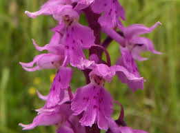 Attēlu rezultāti vaicājumam “Orchis mascula flower”