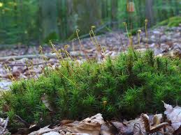 Attēlu rezultāti vaicājumam “Polytrichum formosum”