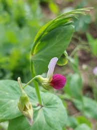 Attēlu rezultāti vaicājumam “Pisum sativum flower”