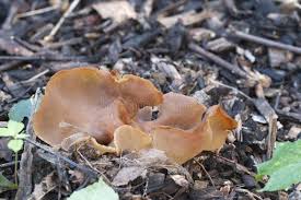 Attēlu rezultāti vaicājumam “Peziza varia”