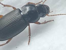 Attēlu rezultāti vaicājumam “Harpalus sp.”