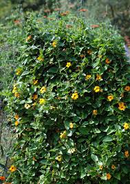 Image result for schwarzäugige Susanne