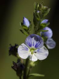 Attēlu rezultāti vaicājumam “Veronica serpyllifolia”