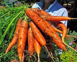 Attēlu rezultāti vaicājumam “Daucus sativus”