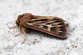 Attēlu rezultāti vaicājumam “Cerapteryx graminis”