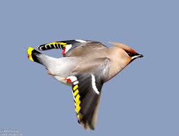 Attēlu rezultāti vaicājumam “Bombycilla garrulus”