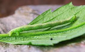 Attēlu rezultāti vaicājumam “Dysstroma truncata”