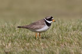 Attēlu rezultāti vaicājumam “Charadrius hiaticula adult”