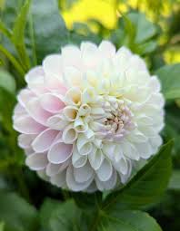 Image result for Dahlia hybrid.