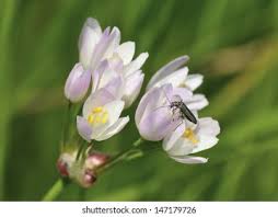 Attēlu rezultāti vaicājumam “Allium oleraceum flower”