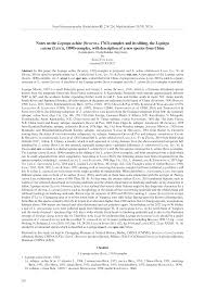 Attēlu rezultāti vaicājumam “Lopinga achine upperside”