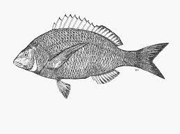 Image result for Lithognathus lithognathus