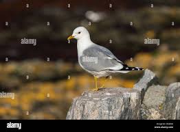 Attēlu rezultāti vaicājumam “Rissa tridactyla adult”