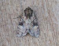 Attēlu rezultāti vaicājumam “Apamea epomidion”