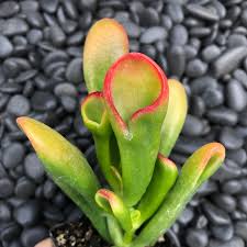 Image result for Crassula hobbit