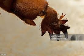 Attēlu rezultāti vaicājumam “Gryllotalpa gryllotalpa”