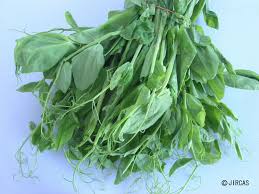 Attēlu rezultāti vaicājumam “Pisum sativum leaf”