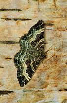 Attēlu rezultāti vaicājumam “Epirrhoe”