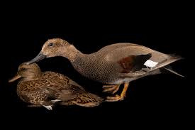 Attēlu rezultāti vaicājumam “Anas strepera female”