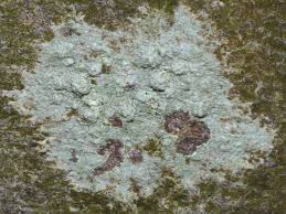 Attēlu rezultāti vaicājumam “Pertusaria leioplaca”