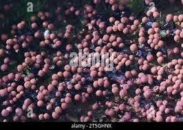 Attēlu rezultāti vaicājumam “Cribraria violacea”