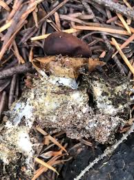 Attēlu rezultāti vaicājumam “Geastrum quadrifidum”