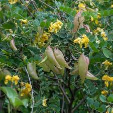Image result for Colutea x media (arborescens x orientalis)