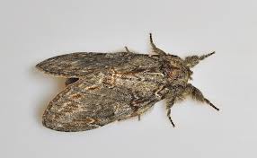 Attēlu rezultāti vaicājumam “Peridea anceps”