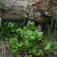 Attēlu rezultāti vaicājumam “Pyrola rotundifolia fruit”