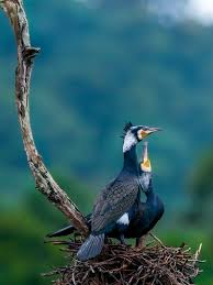 Attēlu rezultāti vaicājumam “Phalacrocorax carbo nest”