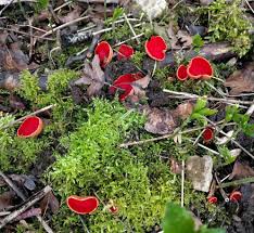 Attēlu rezultāti vaicājumam “Sarcoscypha austriaca”