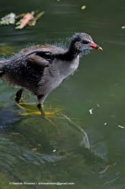 Attēlu rezultāti vaicājumam “Gallinula chloropus juvenile”