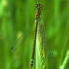 Attēlu rezultāti vaicājumam “Coenagrion armatum female”