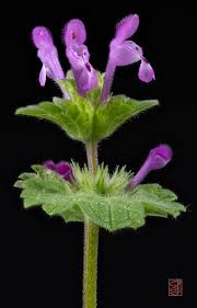 Attēlu rezultāti vaicājumam “Lamium amplexicaule leaf”