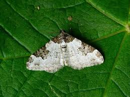 Attēlu rezultāti vaicājumam “Xanthorhoe fluctuata”