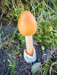 Attēlu rezultāti vaicājumam “Amanita crocea”
