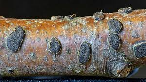 Attēlu rezultāti vaicājumam “Diatrype disciformis”