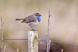 Attēlu rezultāti vaicājumam “Luscinia svecica”
