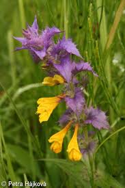 Attēlu rezultāti vaicājumam “Melampyrum nemorosum”