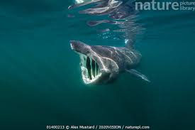 Image result for Cetorhinus maximus